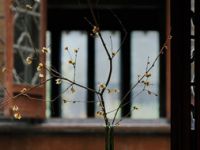 蟋蟀草堂